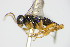  ( - BC ZSM HYM 16603)  @13 [ ] CreativeCommons - Attribution Non-Commercial Share-Alike (2015) Unspecified SNSB, Zoologische Staatssammlung Muenchen