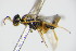  ( - BC ZSM HYM 16604)  @12 [ ] CreativeCommons - Attribution Non-Commercial Share-Alike (2015) Unspecified SNSB, Zoologische Staatssammlung Muenchen