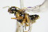  ( - BC ZSM HYM 16606)  @12 [ ] CreativeCommons - Attribution Non-Commercial Share-Alike (2015) Unspecified SNSB, Zoologische Staatssammlung Muenchen
