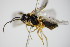  ( - BC ZSM HYM 16628)  @11 [ ] CreativeCommons - Attribution Non-Commercial Share-Alike (2015) Unspecified SNSB, Zoologische Staatssammlung Muenchen