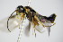 ( - BC ZSM HYM 16629)  @11 [ ] CreativeCommons - Attribution Non-Commercial Share-Alike (2015) Unspecified SNSB, Zoologische Staatssammlung Muenchen
