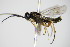  ( - BC ZSM HYM 16630)  @11 [ ] CreativeCommons - Attribution Non-Commercial Share-Alike (2015) Unspecified SNSB, Zoologische Staatssammlung Muenchen