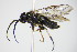  ( - BC ZSM HYM 16647)  @11 [ ] CreativeCommons - Attribution Non-Commercial Share-Alike (2015) Unspecified SNSB, Zoologische Staatssammlung Muenchen