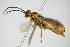  ( - BC ZSM HYM 16656)  @13 [ ] CreativeCommons - Attribution Non-Commercial Share-Alike (2015) Unspecified SNSB, Zoologische Staatssammlung Muenchen