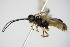  ( - BC ZSM HYM 16675)  @13 [ ] CreativeCommons - Attribution Non-Commercial Share-Alike (2015) Unspecified SNSB, Zoologische Staatssammlung Muenchen