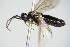  ( - BC ZSM HYM 16679)  @11 [ ] CreativeCommons - Attribution Non-Commercial Share-Alike (2015) Unspecified SNSB, Zoologische Staatssammlung Muenchen