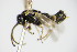  ( - BC ZSM HYM 16680)  @11 [ ] CreativeCommons - Attribution Non-Commercial Share-Alike (2015) Unspecified SNSB, Zoologische Staatssammlung Muenchen
