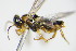 ( - BC ZSM HYM 16694)  @13 [ ] CreativeCommons - Attribution Non-Commercial Share-Alike (2015) Unspecified SNSB, Zoologische Staatssammlung Muenchen