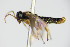  ( - BC ZSM HYM 16695)  @13 [ ] CreativeCommons - Attribution Non-Commercial Share-Alike (2015) Unspecified SNSB, Zoologische Staatssammlung Muenchen