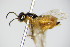  ( - BC ZSM HYM 16696)  @11 [ ] CreativeCommons - Attribution Non-Commercial Share-Alike (2015) Unspecified SNSB, Zoologische Staatssammlung Muenchen