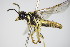  ( - BC ZSM HYM 16716)  @13 [ ] CreativeCommons - Attribution Non-Commercial Share-Alike (2015) Unspecified SNSB, Zoologische Staatssammlung Muenchen