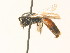  (Sphecodes reticulatus - BC ZSM HYM 17957)  @14 [ ] CreativeCommons - Attribution Non-Commercial Share-Alike (2015) Unspecified SNSB, Zoologische Staatssammlung Muenchen