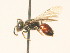  ( - BC ZSM HYM 17962)  @12 [ ] CreativeCommons - Attribution Non-Commercial Share-Alike (2015) Unspecified SNSB, Zoologische Staatssammlung Muenchen