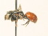  ( - BC ZSM HYM 17975)  @12 [ ] CreativeCommons - Attribution Non-Commercial Share-Alike (2015) Unspecified SNSB, Zoologische Staatssammlung Muenchen