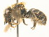  ( - BC ZSM HYM 17976)  @13 [ ] CreativeCommons - Attribution Non-Commercial Share-Alike (2015) Unspecified SNSB, Zoologische Staatssammlung Muenchen