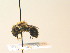  (Osmia alticola - BC ZSM HYM 17978)  @12 [ ] CreativeCommons - Attribution Non-Commercial Share-Alike (2015) Unspecified SNSB, Zoologische Staatssammlung Muenchen