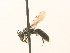  ( - BC ZSM HYM 18042)  @12 [ ] CreativeCommons - Attribution Non-Commercial Share-Alike (2015) Unspecified SNSB, Zoologische Staatssammlung Muenchen