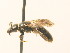  ( - BC ZSM HYM 18046)  @11 [ ] CreativeCommons - Attribution Non-Commercial Share-Alike (2015) Unspecified SNSB, Zoologische Staatssammlung Muenchen