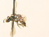  ( - BC ZSM HYM 18047)  @12 [ ] CreativeCommons - Attribution Non-Commercial Share-Alike (2015) Unspecified SNSB, Zoologische Staatssammlung Muenchen