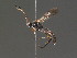  ( - BC ZSM HYM 18247)  @12 [ ] CreativeCommons - Attribution Non-Commercial Share-Alike (2015) Unspecified SNSB, Zoologische Staatssammlung Muenchen