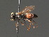  ( - BC ZSM HYM 18259)  @14 [ ] CreativeCommons - Attribution Non-Commercial Share-Alike (2015) Unspecified SNSB, Zoologische Staatssammlung Muenchen