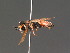  ( - BC ZSM HYM 18263)  @13 [ ] CreativeCommons - Attribution Non-Commercial Share-Alike (2015) Unspecified SNSB, Zoologische Staatssammlung Muenchen