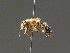  ( - BC ZSM HYM 18271)  @13 [ ] CreativeCommons - Attribution Non-Commercial Share-Alike (2015) Unspecified SNSB, Zoologische Staatssammlung Muenchen