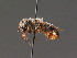  ( - BC ZSM HYM 18274)  @11 [ ] CreativeCommons - Attribution Non-Commercial Share-Alike (2015) Unspecified SNSB, Zoologische Staatssammlung Muenchen
