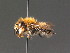  (Megachile nigriventris - BC ZSM HYM 18281)  @15 [ ] CreativeCommons - Attribution Non-Commercial Share-Alike (2015) Unspecified SNSB, Zoologische Staatssammlung Muenchen