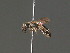  ( - BC ZSM HYM 18282)  @11 [ ] CreativeCommons - Attribution Non-Commercial Share-Alike (2015) Unspecified SNSB, Zoologische Staatssammlung Muenchen