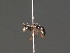  ( - BC ZSM HYM 18283)  @12 [ ] CreativeCommons - Attribution Non-Commercial Share-Alike (2015) Unspecified SNSB, Zoologische Staatssammlung Muenchen