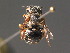  ( - BC ZSM HYM 18303)  @14 [ ] CreativeCommons - Attribution Non-Commercial Share-Alike (2015) Unspecified SNSB, Zoologische Staatssammlung Muenchen