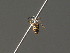  ( - BC ZSM HYM 18331)  @13 [ ] CreativeCommons - Attribution Non-Commercial Share-Alike (2015) Unspecified SNSB, Zoologische Staatssammlung Muenchen