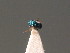  ( - BC ZSM HYM 18332)  @12 [ ] CreativeCommons - Attribution Non-Commercial Share-Alike (2015) Unspecified SNSB, Zoologische Staatssammlung Muenchen