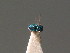  ( - BC ZSM HYM 18334)  @12 [ ] CreativeCommons - Attribution Non-Commercial Share-Alike (2015) Unspecified SNSB, Zoologische Staatssammlung Muenchen