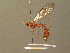  ( - BC ZSM HYM 19154)  @12 [ ] CreativeCommons - Attribution Non-Commercial Share-Alike (2015) Unspecified SNSB, Zoologische Staatssammlung Muenchen