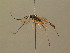  ( - BC ZSM HYM 19168)  @11 [ ] CreativeCommons - Attribution Non-Commercial Share-Alike (2015) Unspecified SNSB, Zoologische Staatssammlung Muenchen