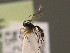  ( - BC ZSM HYM 19169)  @12 [ ] CreativeCommons - Attribution Non-Commercial Share-Alike (2015) Unspecified SNSB, Zoologische Staatssammlung Muenchen