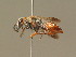  (Astata prosii - BC ZSM HYM 19213)  @14 [ ] CreativeCommons - Attribution Non-Commercial Share-Alike (2015) Unspecified SNSB, Zoologische Staatssammlung Muenchen