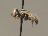  ( - BC ZSM HYM 19252)  @13 [ ] CreativeCommons - Attribution Non-Commercial Share-Alike (2015) Unspecified SNSB, Zoologische Staatssammlung Muenchen