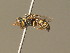  (Oxybelus lamellatus - BC ZSM HYM 19258)  @14 [ ] CreativeCommons - Attribution Non-Commercial Share-Alike (2015) Unspecified SNSB, Zoologische Staatssammlung Muenchen