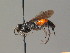  ( - BC ZSM HYM 19286)  @11 [ ] CreativeCommons - Attribution Non-Commercial Share-Alike (2015) Unspecified SNSB, Zoologische Staatssammlung Muenchen