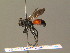  (Priocnemis sp - BC ZSM HYM 19288)  @11 [ ] CreativeCommons - Attribution Non-Commercial Share-Alike (2015) Unspecified SNSB, Zoologische Staatssammlung Muenchen