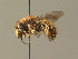  (Anthidium montanum - BC ZSM HYM 19316)  @14 [ ] CreativeCommons - Attribution Non-Commercial Share-Alike (2015) Unspecified SNSB, Zoologische Staatssammlung Muenchen