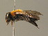  ( - BC ZSM HYM 19317)  @12 [ ] CreativeCommons - Attribution Non-Commercial Share-Alike (2015) Unspecified SNSB, Zoologische Staatssammlung Muenchen