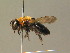  ( - BC ZSM HYM 19318)  @11 [ ] CreativeCommons - Attribution Non-Commercial Share-Alike (2015) Unspecified SNSB, Zoologische Staatssammlung Muenchen