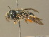  ( - BC ZSM HYM 19353)  @13 [ ] CreativeCommons - Attribution Non-Commercial Share-Alike (2015) Unspecified SNSB, Zoologische Staatssammlung Muenchen