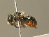  ( - BC ZSM HYM 19357)  @12 [ ] CreativeCommons - Attribution Non-Commercial Share-Alike (2015) Unspecified SNSB, Zoologische Staatssammlung Muenchen