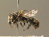  ( - BC ZSM HYM 19364)  @14 [ ] CreativeCommons - Attribution Non-Commercial Share-Alike (2015) Unspecified SNSB, Zoologische Staatssammlung Muenchen