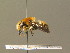  ( - BC ZSM HYM 19376)  @14 [ ] CreativeCommons - Attribution Non-Commercial Share-Alike (2015) Unspecified SNSB, Zoologische Staatssammlung Muenchen